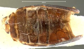 Media type: image;   Entomology 31306 Aspect: abdomen ventral view
